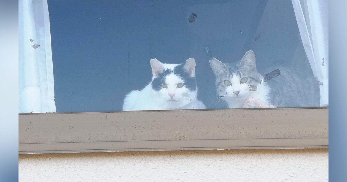 猫たちがくつろぐ出窓に貼られた『手書きのメッセージ』→内容を見ると…男の子がとった『素敵な行動』に２万いいね「何かしらの賞をあげたい」