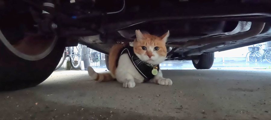 お散歩中に雷が…！しぶしぶ家の中に避難する猫ちゃん