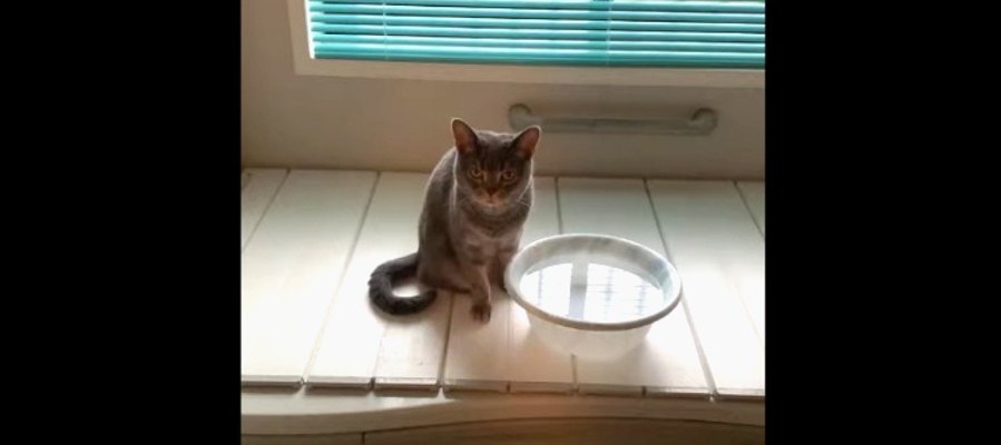 犯猫さんは誰？家中の床が濡れているワケ…