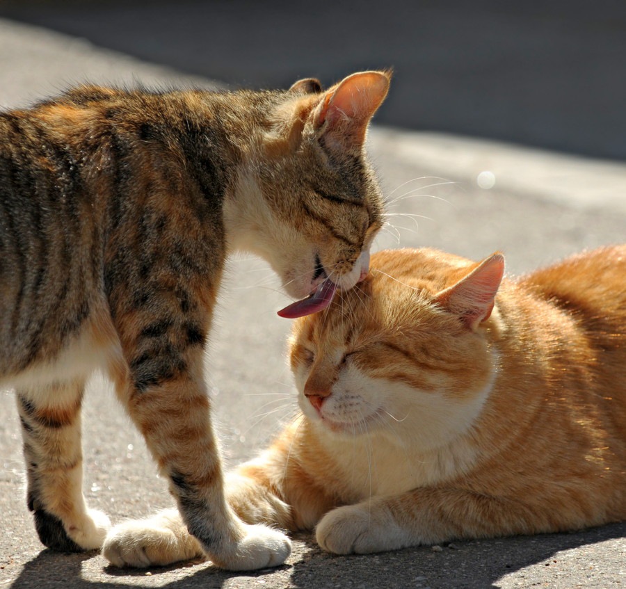 猫が顔を舐める時の5つの気持ち