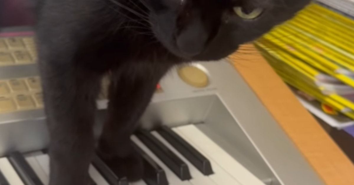 エレクトーンの練習中、黒猫が『鍵盤に乗ってきた』結果…まさかの展開が60万再生「怖すぎてやばいｗ」「自分のBGM作ってるのかな」