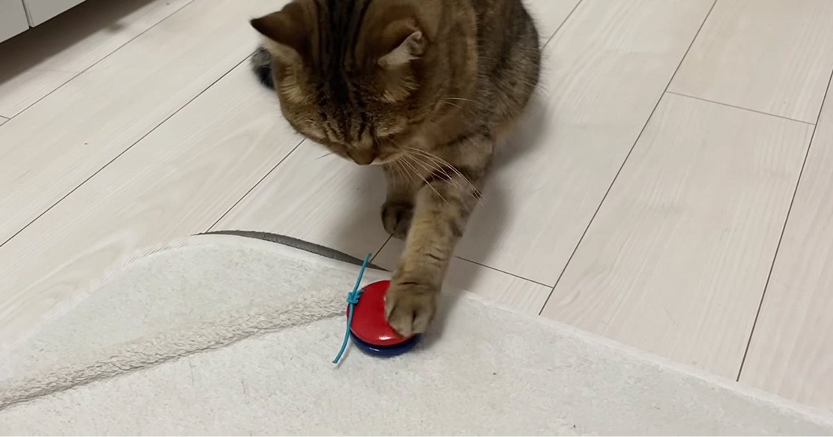 猫と久しぶりに『カスタネット』を使って遊んでみた結果…驚きの光景が12万再生「天才やわぁｗ」「大会があったら間違いなく優勝ｗ」と絶賛