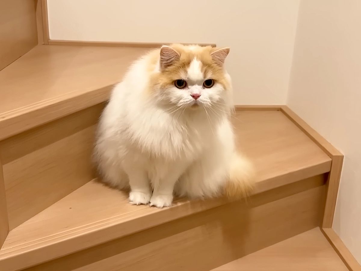 配達員さんが到着→『人見知りの猫』がキョドりはじめ…まさかの『別の生き物のような行動』に「モフモフすぎてｗ」「顔つきがいつもと違う」