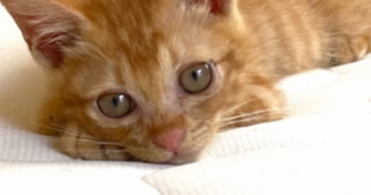 『無邪気で可愛らしかった子猫』が成長した結果…飼い主困惑の『まさかの光景』が77万再生「予想を突き抜けてきたｗ」「趣味で笑った」