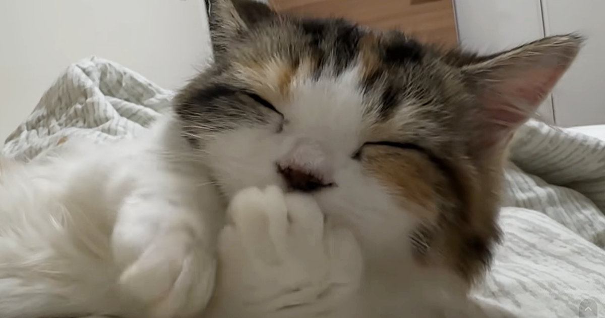 おててをちゅぱちゅぱと吸う子猫→近くで撮影してみると…思わず"癒される光景"が39万再生「重低音すぎるｗｗ」「ストレスが消えた」と話題