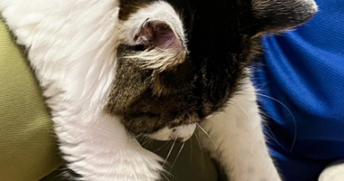 飼い主さんの膝の上でくつろぎ始めたネコ…つい笑っちゃう『とんでもない格好』に4万1000いいね「干したタオルみたい」「脱力タイムにゃ」