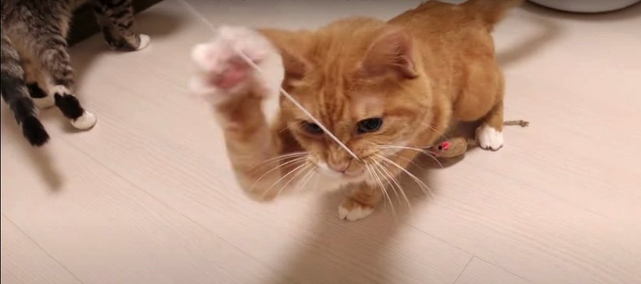 早すぎて見えない！猫ちゃんの連続高速猫パンチ♡