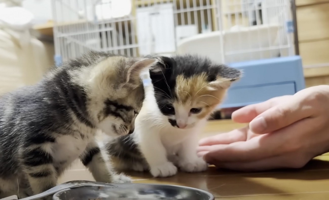 猫に好かれる息子→保護子猫に『手のひら』を差し出してみた結果…悶絶必至の光景が8万再生「信じられないほど素敵」「優勝、可愛すぎる」