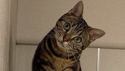 猫の知識を勉強するメリット４つ