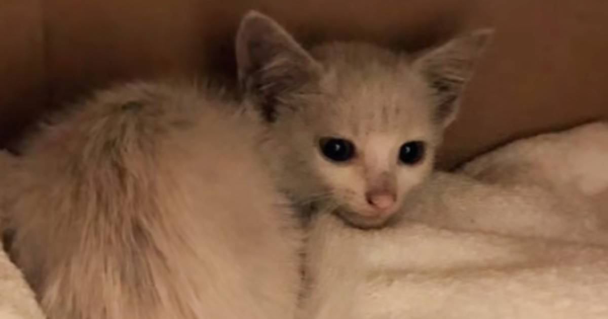 ノミと汚れで灰色だった子猫→シャンプーした結果……思わず驚く"シンデレラ級の変身"に「めちゃくちゃ美猫」「よかったね」と感動の声続出