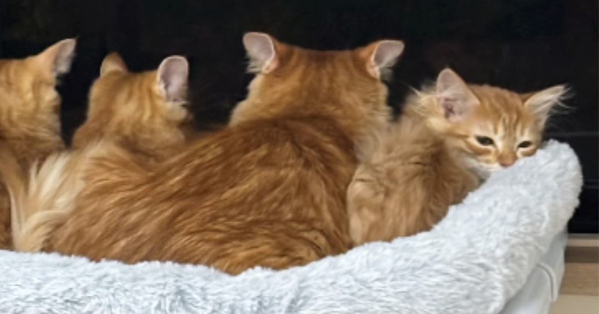 窓辺のハンモックの上で並ぶママ猫と子猫たち…半年後に撮影された『素敵な光景』が31万再生「ウルっときた」「めちゃめちゃ可愛い」