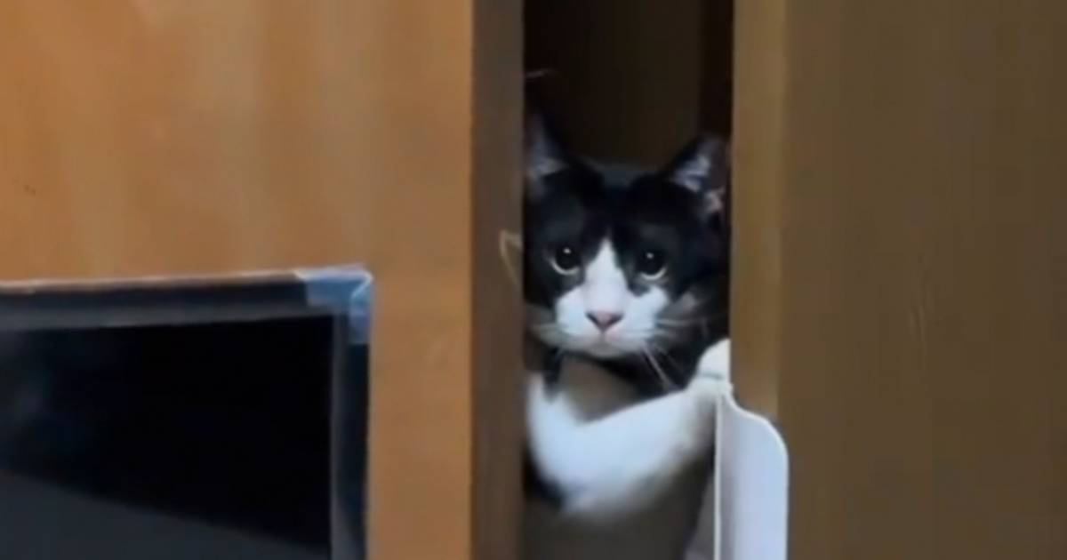 部屋に『知らない人』→猫がのぞき見にきたと思ったら…猫とは思えない『衝撃の行動』に"爆笑"67万再生「猫かどうかも怪しい」「オカン感ｗ」