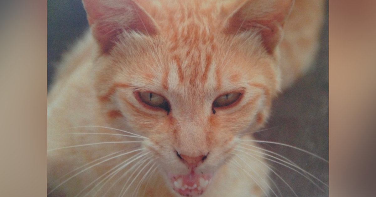 目つきが鋭かった野良猫→保護され、愛情を注がれると…別猫のように変化した『現在の様子』に「すごい」「ママの愛は偉大」と感動の声