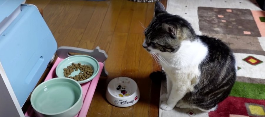 食べ足りなかったらしい…静かなる抗議をする猫ちゃん