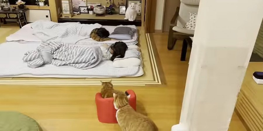 寝顔を見守る！離れない猫ちゃんたち♪