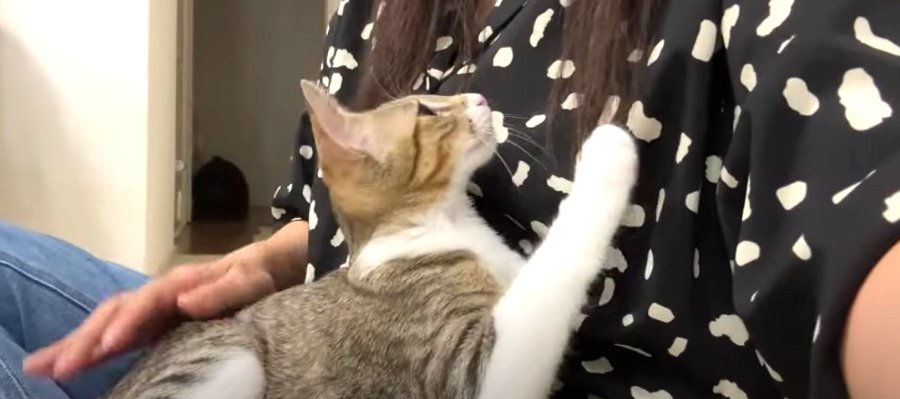 初めて聞いた雷の音にビックリする子猫ちゃんがとった行動とは！？