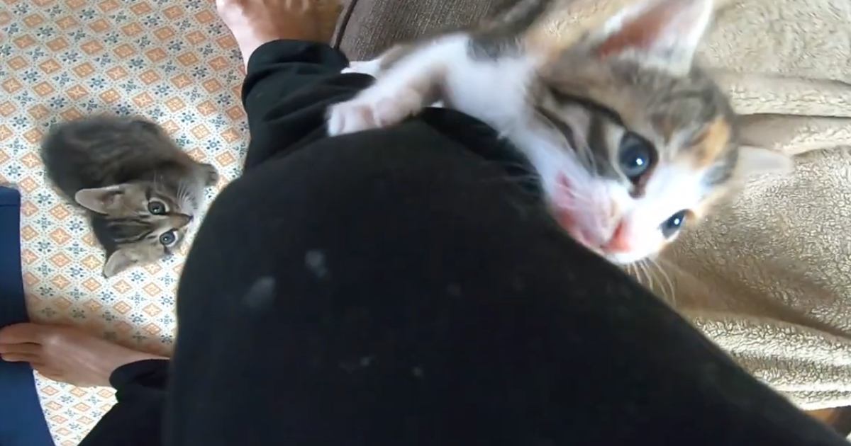 出かける準備をしていると、『2匹の子猫』が近づいてきて…想像以上の『猛烈アピール』に「出かけられないｗ」「行ってしまったら罪ｗ」の声