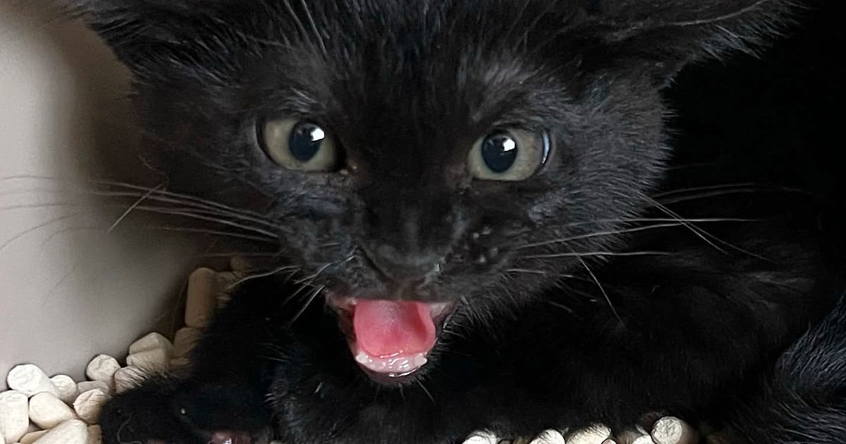 シャーと威嚇していた保護子猫→3日目に見せた『まさかの表情』に1万いいね「可愛すぎてたまらんｗ」「短い反抗期ｗ」と癒される人が続出