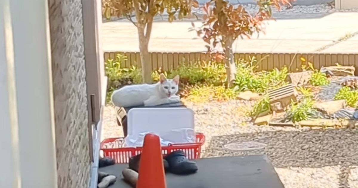 春に出会った"裏庭に迷い込んできた猫"→保護から２年…"現在の姿"に「愛情が伝わってきて涙」「野良のころと全然違う」と37万再生の反響