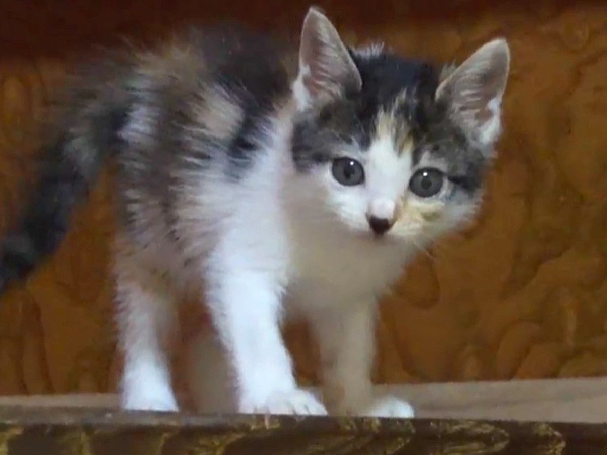 『側溝にひとりぼっちで落ちていた子猫』→連れて帰った結果…思っていたのと違う『まさかの姿』が45万再生「もう可愛すぎ」「ちょろいｗ」