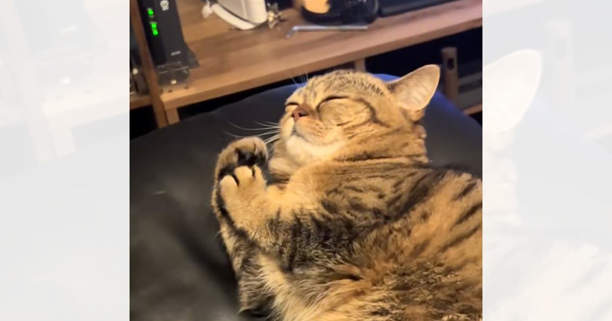 目を閉じて横になっている猫→『おてての動き』を見てみると…まさかの『可愛すぎる癖』が36万再生「寿司握っているみたい」「お願いしてるｗ」