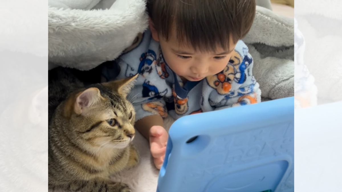 大好きな男の子とコタツでピッタリとくっつく猫…とんでもなく尊い『ふたりのやり取り』が52万再生「仲良し兄妹のよう」「たまらん」