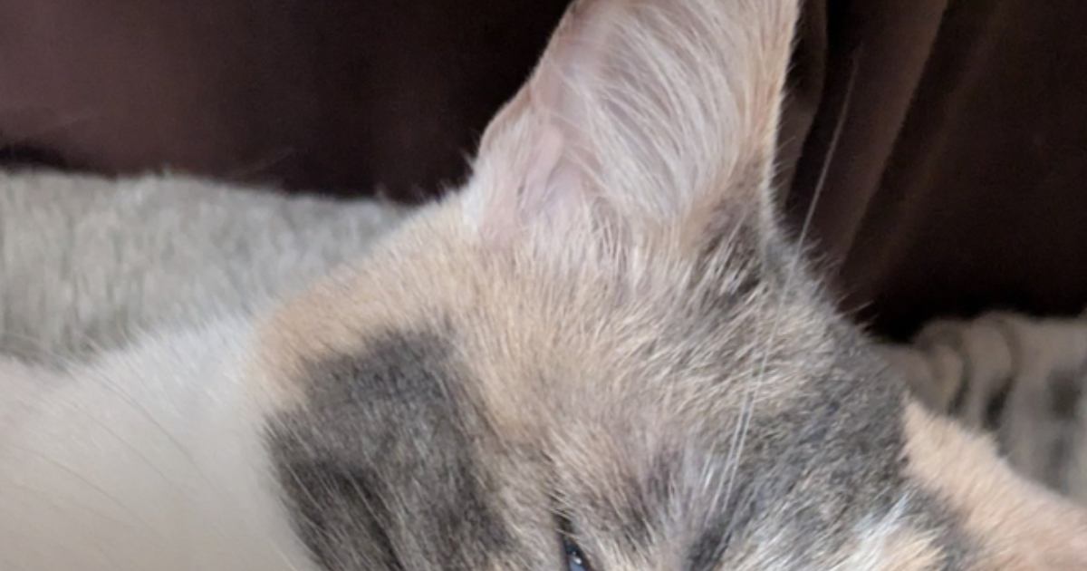 透明感のある毛色がきれいな三毛猫→『寝顔』を見てみると…衝撃の『表情』に爆笑の声「び、美猫なのにｗ」「いい夢見てそう」と１万いいね