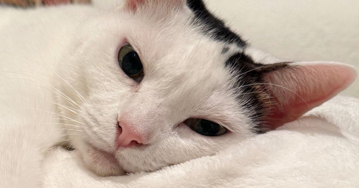 寝転がっている猫に『指を近づけた』結果…まるで充電をしてくれているような光景に1万いいね「しょうがないなぁ感」「私もお願いしたい」