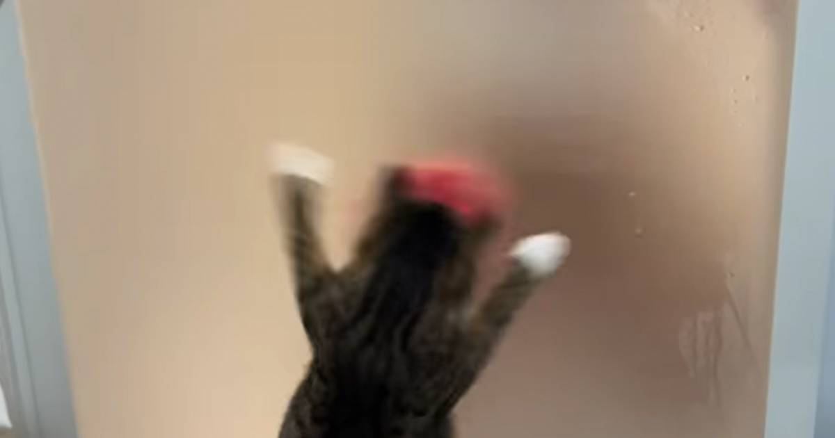 お風呂のドアを掃除していると、『動きに合わせて猫が』…まさかのキレッキレの踊りが357万再生「オタ芸ｗ」「右左右左の動きめっちゃ可愛い」