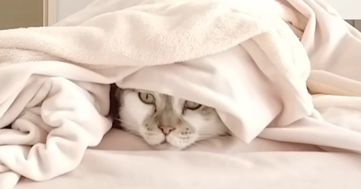 『コタツ』を片付けようとしたら、『２匹の猫』が……『可愛すぎる行動』に笑顔になる人が続出「お邪魔虫になったｗ」「大好きなんだねｗ」