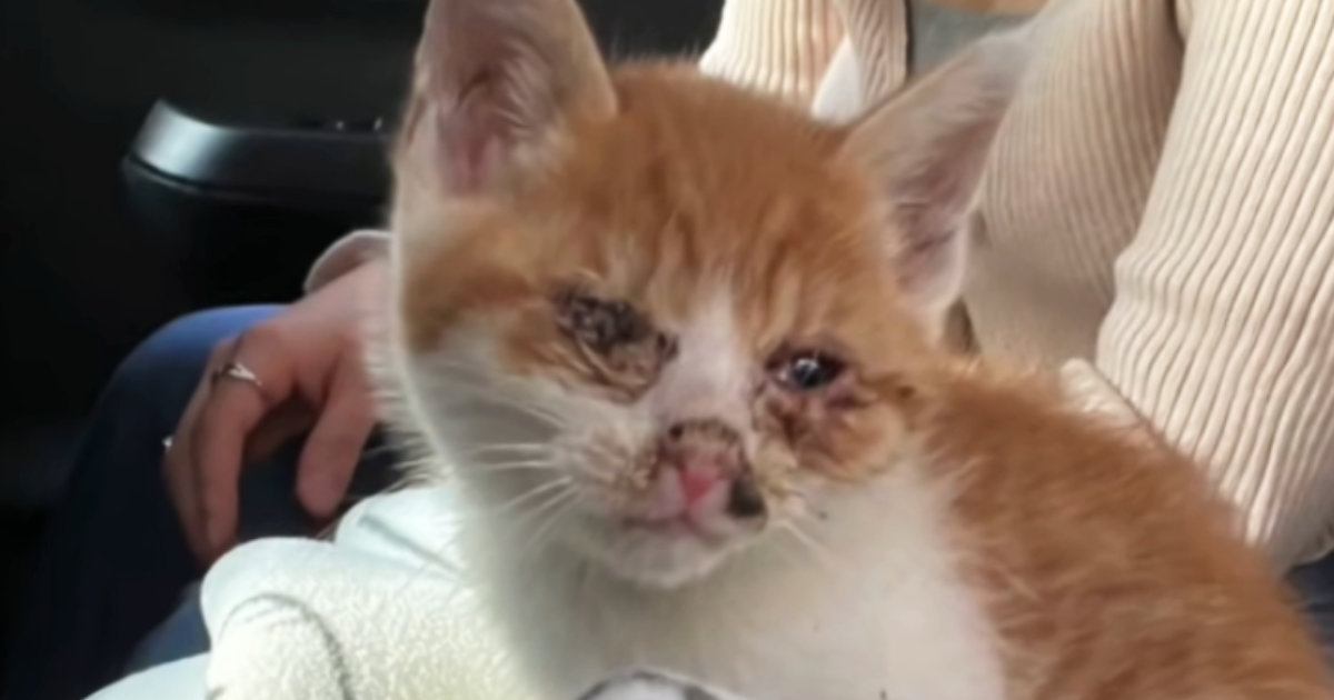 置き去りにされていた『目が開かない子猫』→保護された結果…見違える変化に涙が出ると66万再生「泣いてしまった」「とっても素敵」
