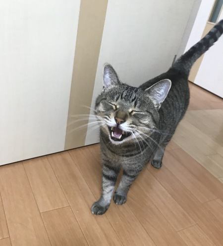 【あるある】忙しい時にかぎって猫が話しかけてくるのはなぜ？