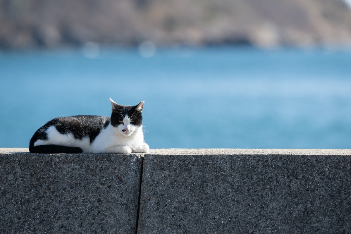 「不沈のサム」英・独の両海軍に属し、大戦を生き延びた勇敢な猫