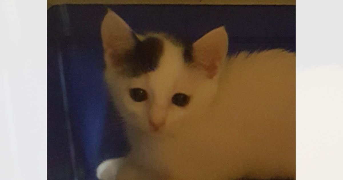 猫初心者が"小さな子猫"を迎えて育てた結果…8年が経った『現在の様子』が感動すると3万いいね「大切にされているのが伝わる」「涙が出る」
