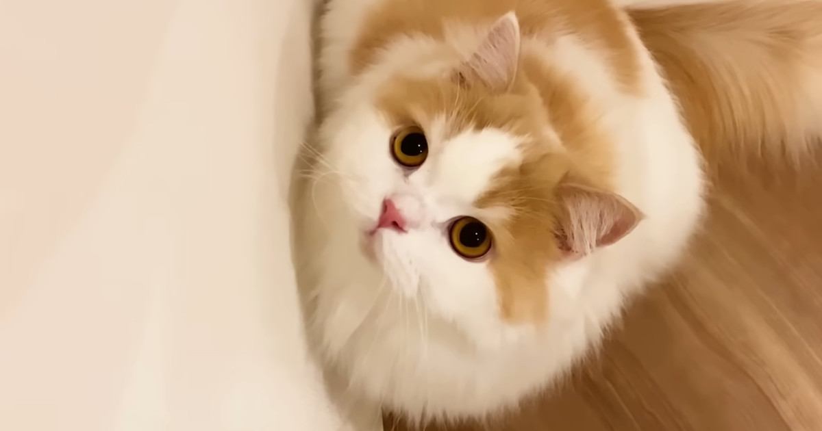 階段ではしゃぐモフモフな猫→上り下りするところを見ていると…可愛すぎる『おしりの動き』が93万再生「けしからん」「なんとも愛おしい」