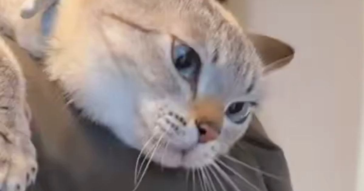 人が近づくと威嚇してパンチをしていた野良猫→家猫になった『現在』…激変した様子に３万いいね「トロンとしてるｗ」「野生の欠片も残ってないｗ」