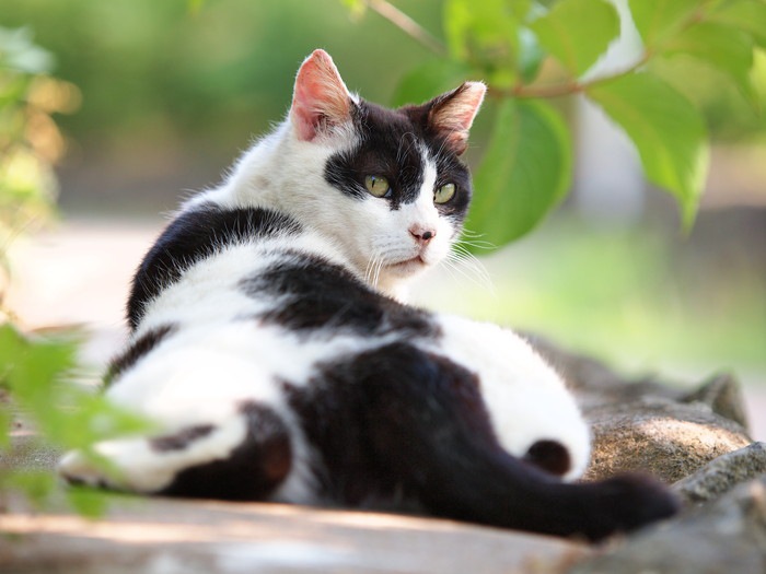 白黒の猫の特徴や性格、飼い方について