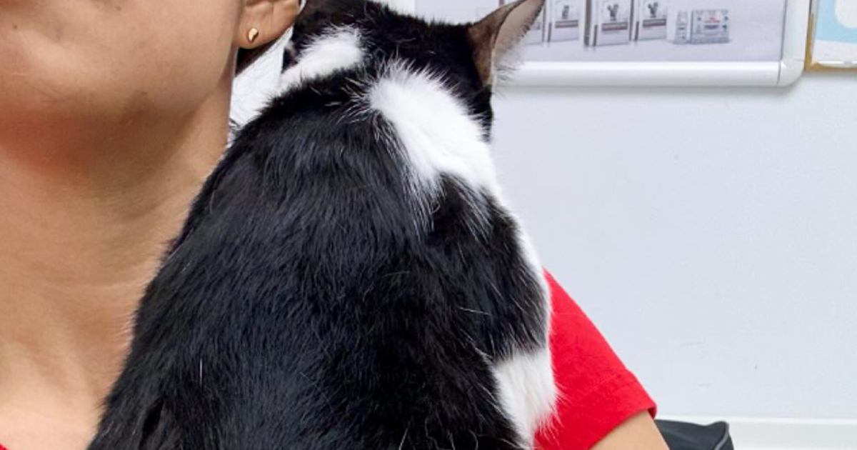 動物病院に連れてこられた猫→ママに見せた『とんでもなく尊い行動』に癒される人が続出「なんて愛らしさ」「安心するんだね」と4万表示