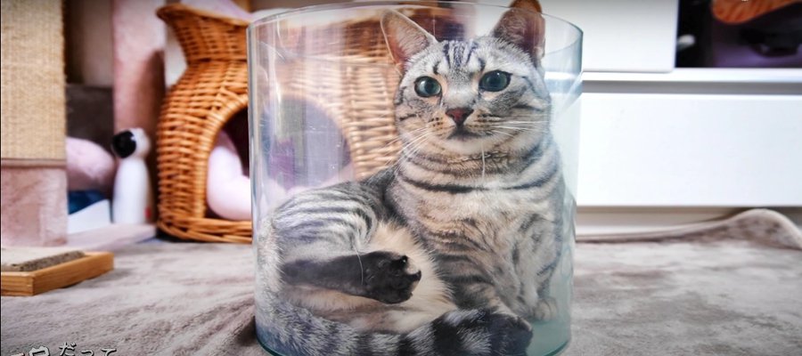 水槽の中に入った猫さんたち！座り方にも個性が出た？