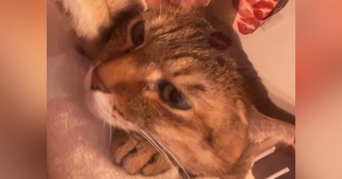 体調を崩して『咳』をしていると、そばにいた愛猫が……心温まる『愛にあふれた光景』が37万再生「なんて可愛いの」「私も看病されたい」