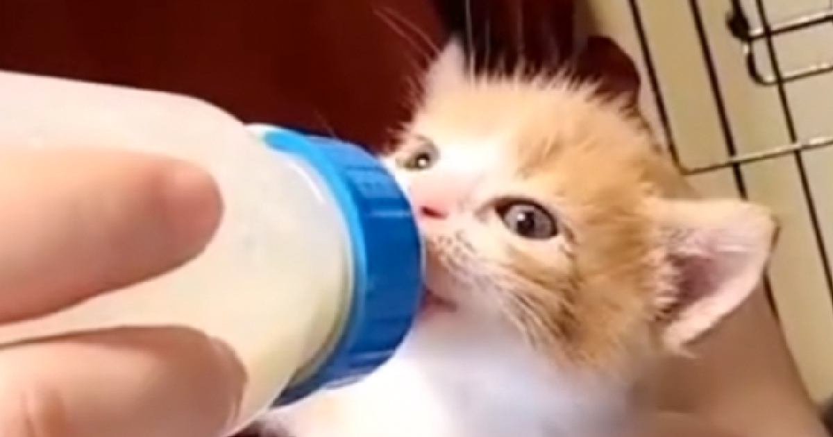 一生懸命ミルクを飲んでいた赤ちゃん猫→２年が経過すると…想像以上に成長した『現在の様子』に「ご立派になったね」「変身してるｗ」と反響