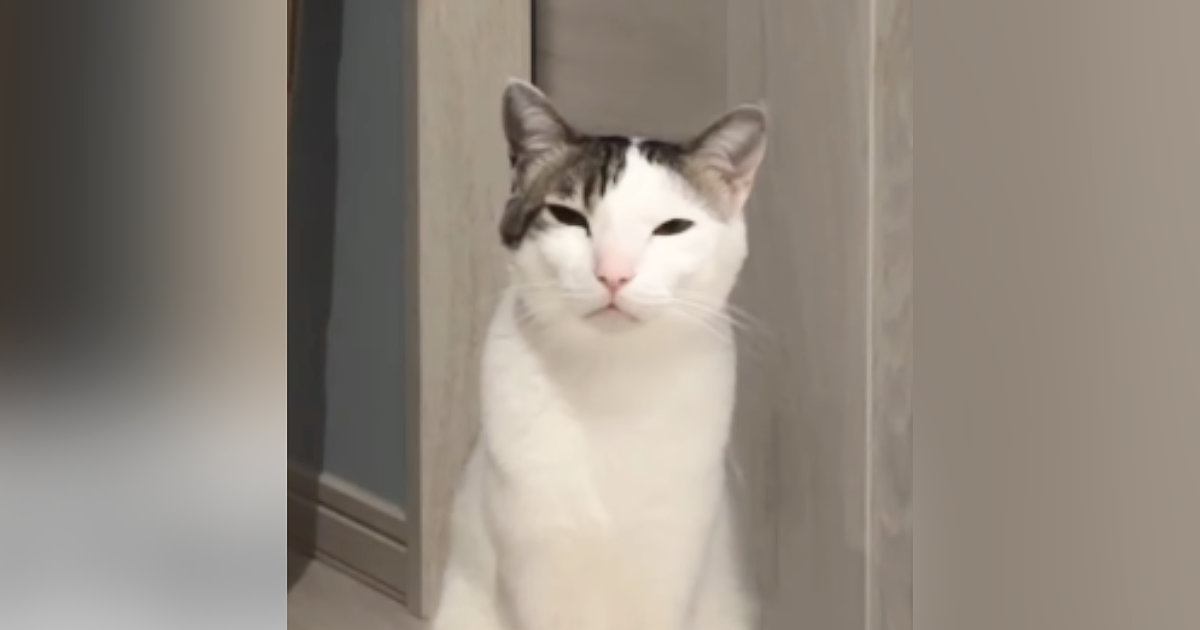 何かを伝えたい猫→飼い主をじっと見つめて…悶絶必至の『アピールの様子』が22万再生「自分の可愛さをわかってるｗ」「胸キュン」