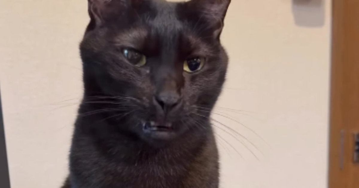 『あくびしないの』と聞かれた黒猫→次の瞬間…普段とは違う『まさかすぎる口の動き』が96万再生「スッキリしないｗ」「大爆笑」「ニヤけたｗ」