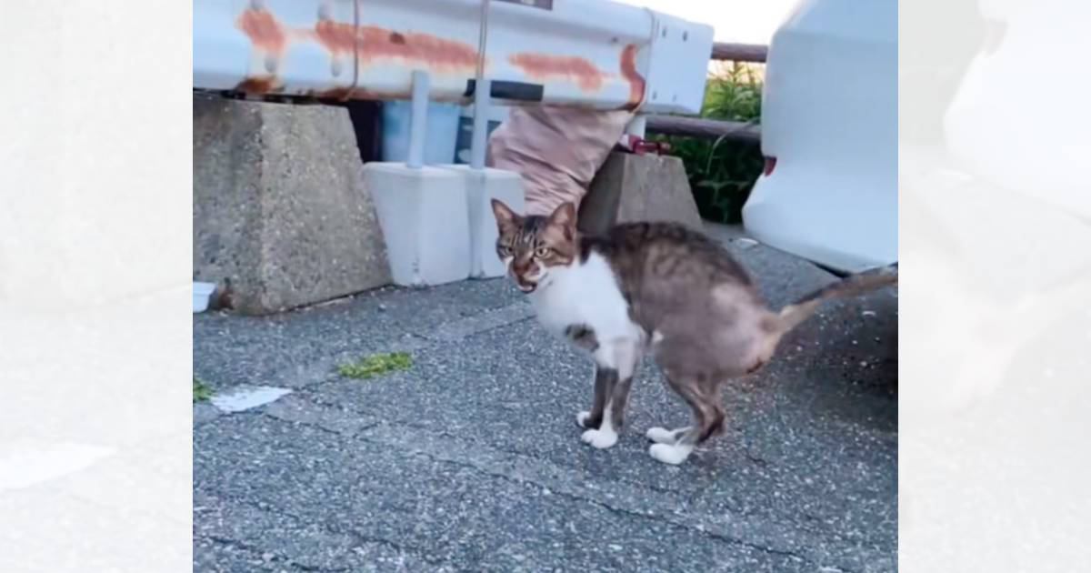 路上で見つけた『毛のないガリガリの猫』を家族に迎えた結果…劇的すぎるビフォーアフターに涙する人が続出「感動しました」「あんたら最高や」