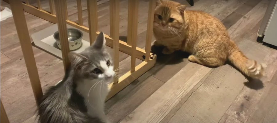 突然の暴挙？猫ちゃんの当たらないカウンター