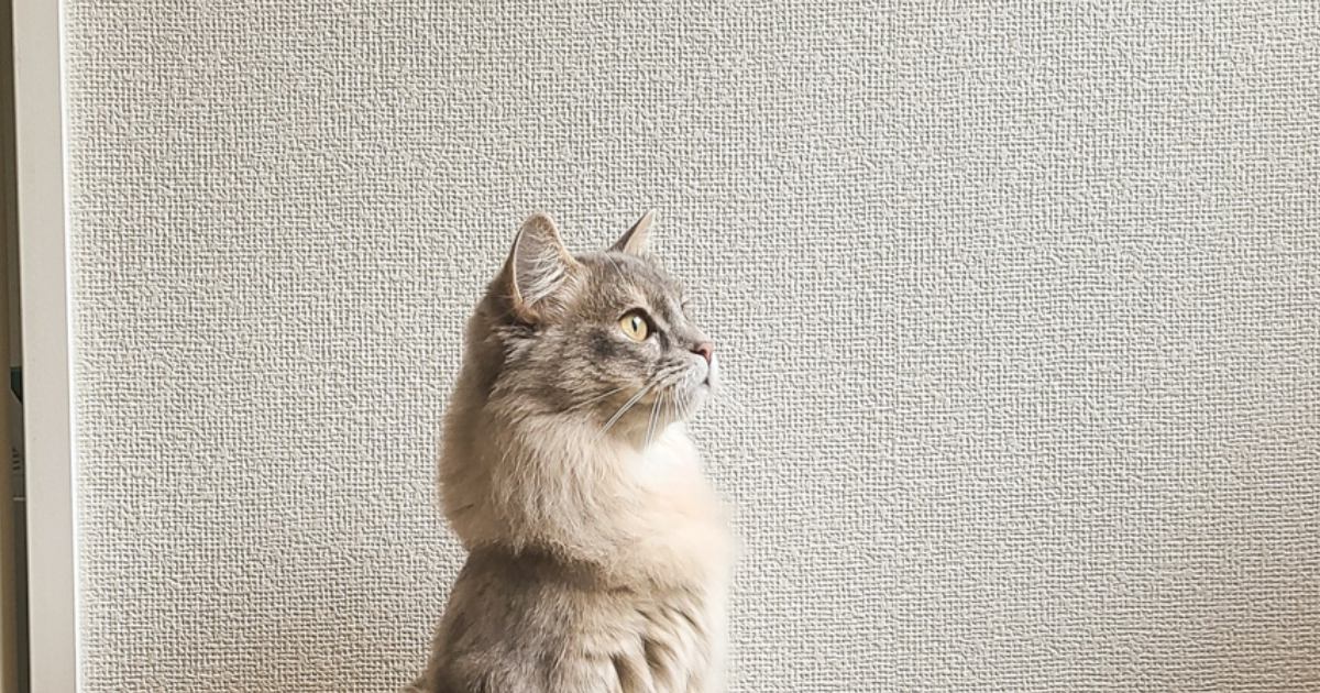 棚の上にあるものが気になるけど『乗ってはいけない猫』→確認するためにとった『賢い行動』に４万いいね「お利口すぎるｗ」「すごい」と反響