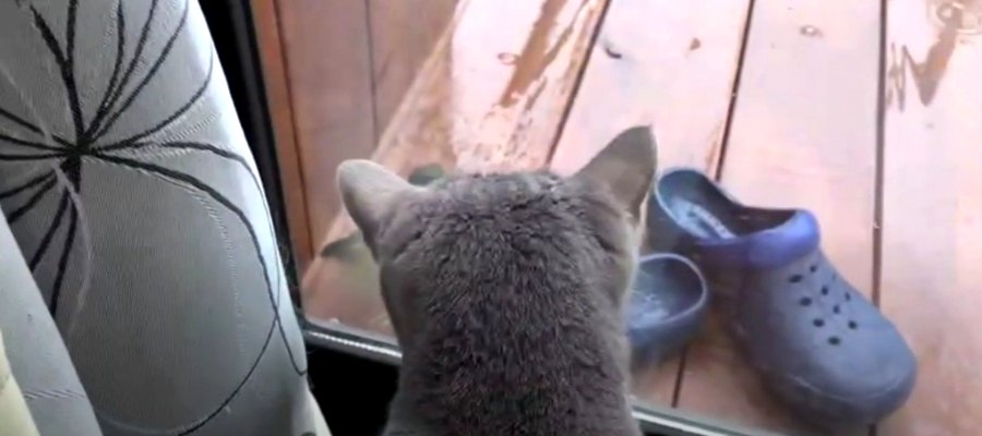 猫ちゃん釘付け♡雨宿りにやってきたのは？