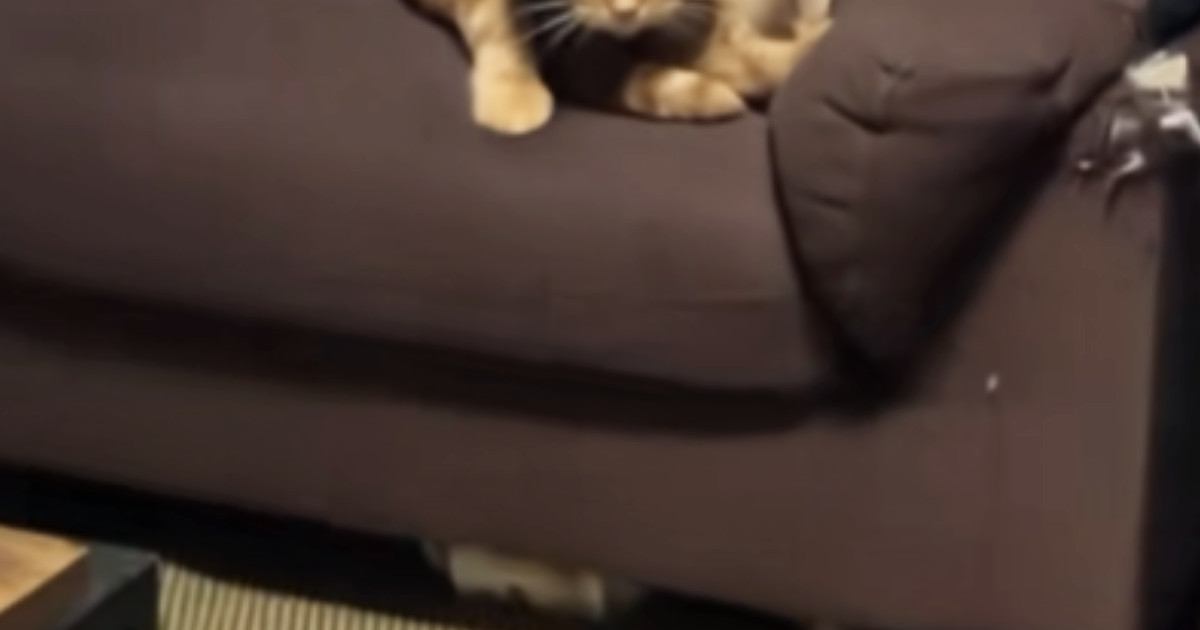 部屋に戻ってきた飼い主→猫を見て思わず『マジで怖い』…まさかの光景が126万再生「なんかゴツくね」「私の知ってる猫じゃない」