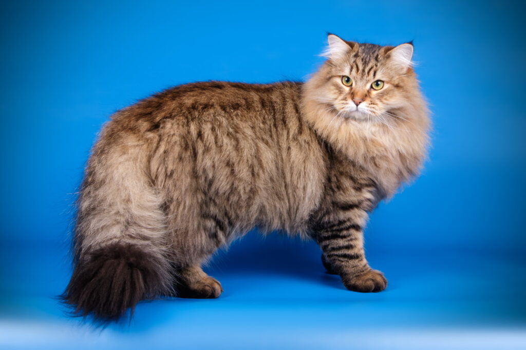 【獣医師監修】サイベリアンってどんな猫？特徴や性格から飼う前の注意点・価格相場まで徹底解説