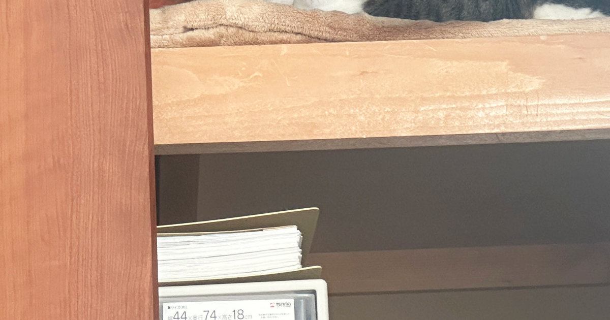 ふとクローゼットを見たら、『2匹の猫』が……たまらなく可愛い瞬間に2万9000いいね「言葉を失うほどの尊さ」「相思相愛だにゃ」